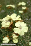 Dianthus knappii