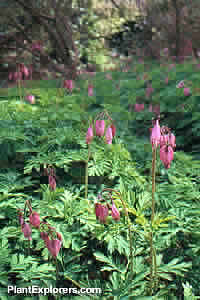 Dicentra formosa