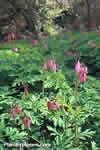 Dicentra formosa
