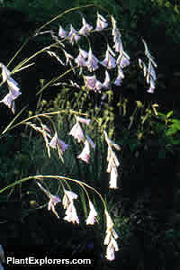 Dierama pulcherrimum