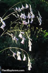Dierama pulcherrimum
