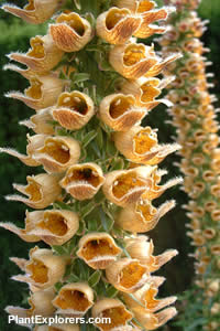 Digitalis ferruginea 'Gigantea'