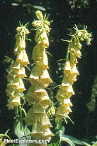 Digitalis grandiflora