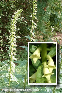 Digitalis lutea