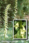Digitalis lutea