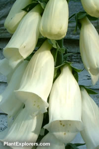 Digitalis purpurea 'Alba'