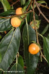 Diospyros lotus