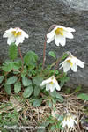 Dryas x suendermannii