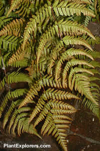 Dryopteris erythrosora
