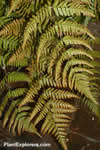 Dryopteris erythrosora