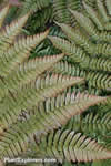 Dryopteris hondoensis