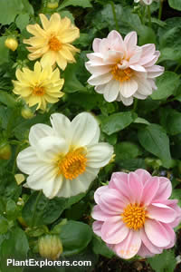 Dahlia 'Dwarf Mix'