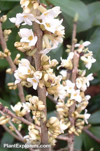 Daphne mezereum 'Alba'