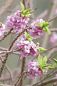 Daphne mezereum