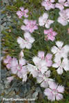 Dianthus arenarius