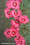 Dianthus caryophyllus