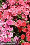 Dianthus chinensis