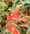 Dicliptera suberecta