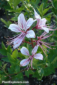 Dictamnus albus