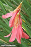 Dierama dracomontanum