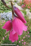 Dierama pulcherrimum 'deep rose'