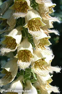 Digitalis ferruginea