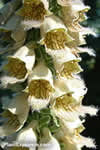 Digitalis ferruginea