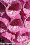 Digitalis purpurea
