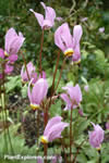 Dodecatheon jeffreyi 'Rotlicht'