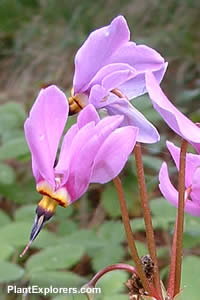 Dodecatheon meadia