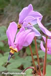 Dodecatheon meadia