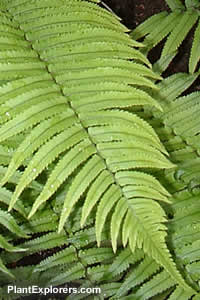 Dryopteris cycadina