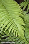 Dryopteris cycadina