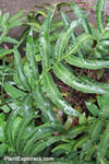 Dryopteris sieboldii