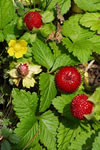 Potentilla indica