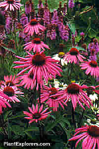 Echinacea purpurea
