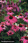 Echinacea purpurea
