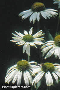Echinacea purpurea 'Alba'