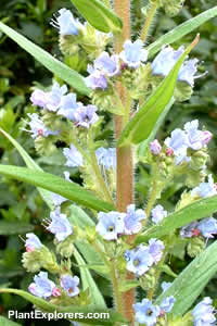 Echium pininana