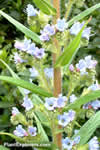Echium pininana
