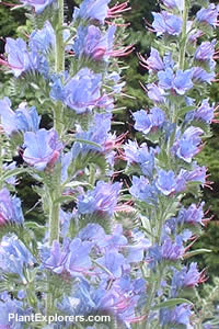 Echium vulgare