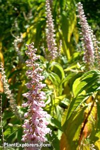 Elsholtzia stauntonii