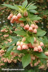Enkianthus campanulatus