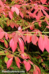 Euonymus alatus
