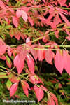 Euonymus alatus