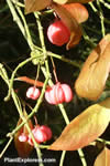 Euonymus europaeus