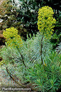 Euphorbia characias