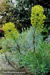 Euphorbia characias