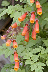 Eccremocarpus scaber