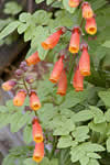 Eccremocarpus scaber